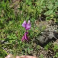 Dmitriy Bochkov · CC BY 4.0 · GBIF