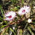 De Waal Hugo · CC BY 4.0 · GBIF