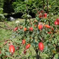 Francesco Cecere · CC0 1.0 · GBIF