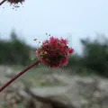 Daniel Cahen · CC BY 4.0 · GBIF