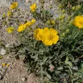 Marios Thoma · CC BY 4.0 · GBIF