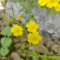 Ульяна Ярцева · CC BY 4.0 · GBIF