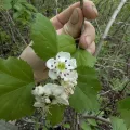 Marc-Aurèle Vallée · CC0 1.0 · GBIF