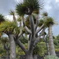 William Stephens · CC BY 4.0 · GBIF