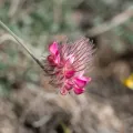 Eleftherios Katsillis · CC BY 4.0 · GBIF