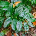 Shawn O'Donnell · CC BY 4.0 · GBIF