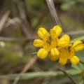 Eleftherios Katsillis · CC BY 4.0 · GBIF