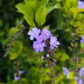 Jhonatan Matheus · CC BY 4.0 · GBIF