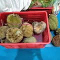Abdul Hanif Arromy · CC BY 4.0 · GBIF