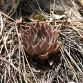 Sinaloa Silvestre · CC0 1.0 · GBIF