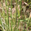 Erwin Sieben · CC0 1.0 · GBIF