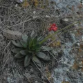 Sinaloa Silvestre · CC0 1.0 · GBIF