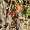 Buckelkopfcichlide · CC BY 4.0 · GBIF