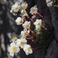 Thierry Arbault · CC BY 4.0 · GBIF