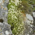 Thierry Arbault · CC BY 4.0 · GBIF