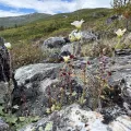 Marianne Moe · CC BY 4.0 · GBIF