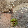 Thierry Arbault · CC BY 4.0 · GBIF