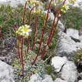 Flavien Saboureau · CC BY 4.0 · GBIF