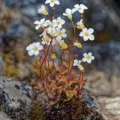 Thierry Arbault · CC BY 4.0 · GBIF