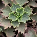 Daniel Cahen · CC BY 4.0 · GBIF