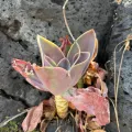 Brandon Corder · CC BY 4.0 · GBIF