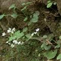 Daniel Cahen · CC BY 4.0 · GBIF
