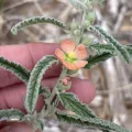 Sam Kieschnick · CC BY 4.0 · GBIF