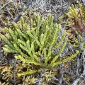 Marianne Moe · CC BY 4.0 · GBIF
