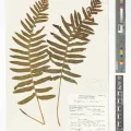 Royal Botanic Gardens, Kew · CC BY 4.0 · GBIF