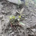 John Kenrick Gibson · CC0 1.0 · GBIF