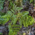 Moe Meikle · CC BY 4.0 · GBIF