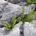 Karen Fry · CC BY 4.0 · GBIF
