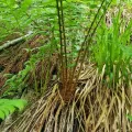 Karl Wesenberg · CC BY 4.0 · GBIF