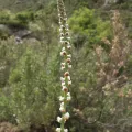 Ina Siebert · CC0 1.0 · GBIF