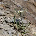 Marianne Moe · CC BY 4.0 · GBIF