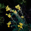 desertnaturalist · CC BY 4.0 · GBIF