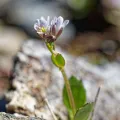 Thierry Arbault · CC BY 4.0 · GBIF