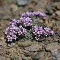 Flavien Saboureau · CC BY 4.0 · GBIF