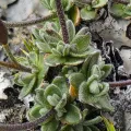 Jan Ole Olsen · CC BY 4.0 · GBIF