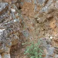 Thierry Arbault · CC BY 4.0 · GBIF
