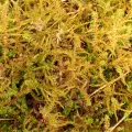 Perry Gunnar Larsen · CC BY 4.0 · GBIF