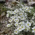 Mitch Van Dyke · CC BY 4.0 · GBIF