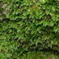 Michael J. Papay · CC BY 4.0 · GBIF