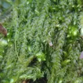 Bartosz Czołczyński · CC0 1.0 · GBIF