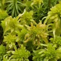 Helen Waterman · CC BY 4.0 · GBIF
