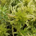 Helen Waterman · CC BY 4.0 · GBIF