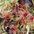 Helen Waterman · CC BY 4.0 · GBIF