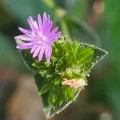 Jacek Pietruszewski · CC BY 4.0 · GBIF