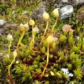 Perry Gunnar Larsen · CC BY 4.0 · GBIF