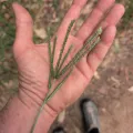 Harry Rose · CC0 1.0 · GBIF